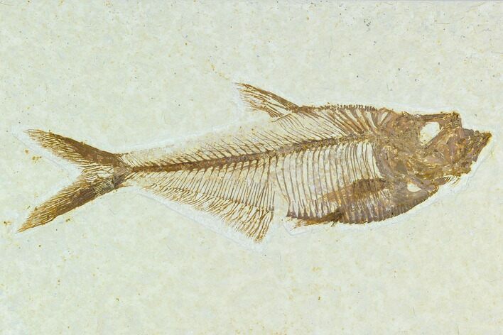 5.45" Fossil Fish (Diplomystus) - Green River Formation